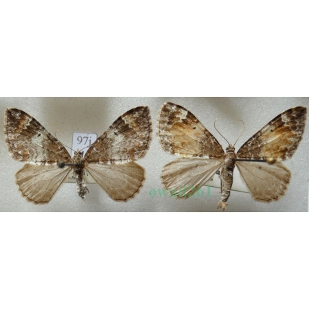 Dysstroma truncata (Hufnagel, 1767) pair Paśnik obcinek Czech97j